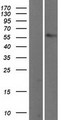 TBX5 Protein - Western validation with an anti-DDK antibody * L: Control HEK293 lysate R: Over-expression lysate
