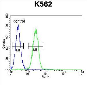 TBX6 Antibody - TBX6 Antibody flow cytometry of K562 cells (right histogram) compared to a negative control cell (left histogram). FITC-conjugated goat-anti-rabbit secondary antibodies were used for the analysis.