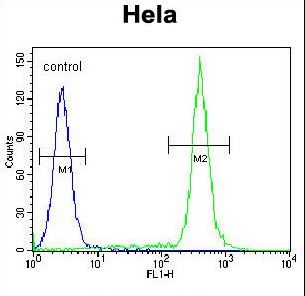 TBX6 Antibody - TBX6 Antibody (Center W158) flow cytometry of HeLa cells (right histogram) compared to a negative control cell (left histogram). FITC-conjugated goat-anti-rabbit secondary antibodies were used for the analysis.