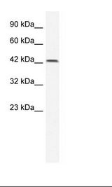 TBX6 Antibody - HepG2 Cell Lysate.  This image was taken for the unconjugated form of this product. Other forms have not been tested.