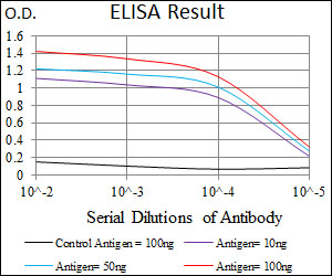 TBXT / T / Brachyury Antibody - Red: Control Antigen (100ng); Purple: Antigen (10ng); Green: Antigen (50ng); Blue: Antigen (100ng);
