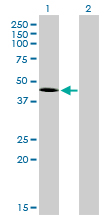 TBXT / T / Brachyury Antibody - Western Blot analysis of T expression in transfected 293T cell line by T monoclonal antibody (M01), clone 5H8.Lane 1: T transfected lysate(41.1 KDa).Lane 2: Non-transfected lysate.