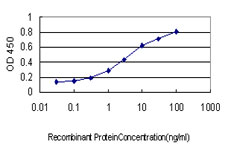 TBXT / T / Brachyury Antibody - Detection limit for recombinant GST tagged T is approximately 0.03 ng/ml as a capture antibody.