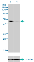 TBXT / T / Brachyury Antibody - Western blot analysis of T over-expressed 293 cell line, cotransfected with T Validated Chimera RNAi (Lane 2) or non-transfected control (Lane 1). Blot probed with T monoclonal antibody (M01), clone 5H8 . GAPDH ( 36.1 kDa ) used as specificity and loading control.