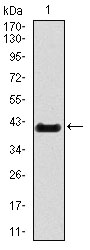 TBXT / T / Brachyury Antibody - Western blot using T monoclonal antibody against human T recombinant protein. (Expected MW is 40.3 kDa)