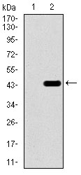 TBXT / T / Brachyury Antibody - Western blot using T monoclonal antibody against HEK293 (1) and T (AA: 218-352)-hIgGFc transfected HEK293 (2) cell lysate.