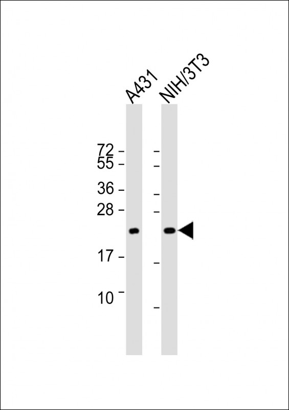 TC21 / RRAS2 Antibody - All lanes: Anti-RRAS2 Antibody at 1:4000 dilution. Lane 1: A431 whole cell lysate. Lane 2: NIH/3T3 whole cell lysate Lysates/proteins at 20 ug per lane. Secondary Goat Anti-mouse IgG, (H+L), Peroxidase conjugated at 1:10000 dilution. Predicted band size: 23 kDa. Blocking/Dilution buffer: 5% NFDM/TBST.