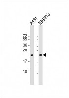 TC21 / RRAS2 Antibody - All lanes: Anti-RRAS2 Antibody at 1:4000 dilution. Lane 1: A431 whole cell lysate. Lane 2: NIH/3T3 whole cell lysate Lysates/proteins at 20 ug per lane. Secondary Goat Anti-mouse IgG, (H+L), Peroxidase conjugated at 1:10000 dilution. Predicted band size: 23 kDa. Blocking/Dilution buffer: 5% NFDM/TBST.
