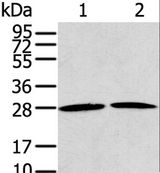 TC21 / RRAS2 Antibody - Western blot analysis of NIH/3T3 and A431 cell, using RRAS2 Polyclonal Antibody at dilution of 1:200.