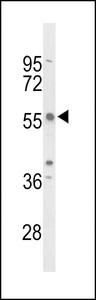 TC2N Antibody - Western blot of TAC2N Antibody in mouse NIH-3T3 cell line lysates (35 ug/lane). TAC2N (arrow) was detected using the purified antibody.