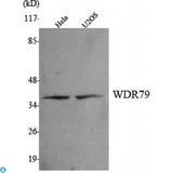 TCAB1 / WDR79 Antibody - Western Blot (WB) analysis using WDR79 Monoclonal Antibody against HeLa, U2OS cell lysate.