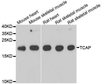 TCAP / Telethonin Antibody - Western blot analysis of extracts of various cell lines.