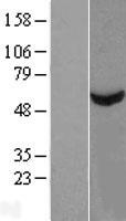TCBE / KCS / HRD Protein - Western validation with an anti-DDK antibody * L: Control HEK293 lysate R: Over-expression lysate