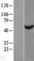TCBE / KCS / HRD Protein - Western validation with an anti-DDK antibody * L: Control HEK293 lysate R: Over-expression lysate