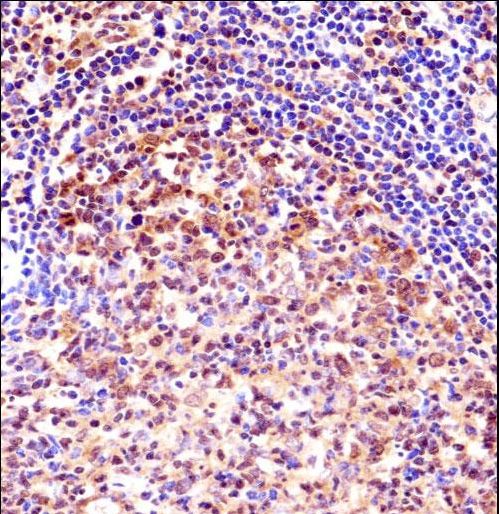 TCEA1 / TFIIS Antibody - TCEA1 Antibody immunohistochemistry of formalin-fixed and paraffin-embedded human tonsil tissue followed by peroxidase-conjugated secondary antibody and DAB staining.