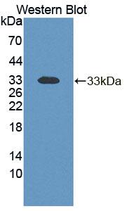TCEA1 / TFIIS Antibody - Western Blot; Sample: Recombinant protein.