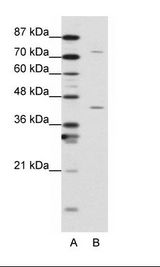 TCEA1 / TFIIS Antibody - A: Marker, B: K562 Cell Lysate.  This image was taken for the unconjugated form of this product. Other forms have not been tested.