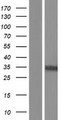 TCEA2 / TFIIS Protein - Western validation with an anti-DDK antibody * L: Control HEK293 lysate R: Over-expression lysate