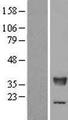 TCEA2 / TFIIS Protein - Western validation with an anti-DDK antibody * L: Control HEK293 lysate R: Over-expression lysate