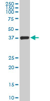 TCEA3 Antibody - TCEA3 monoclonal antibody (M08), clone 4E11 Western blot of TCEA3 expression in HepG2.