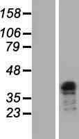 TCEA3 Protein - Western validation with an anti-DDK antibody * L: Control HEK293 lysate R: Over-expression lysate