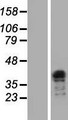 TCEA3 Protein - Western validation with an anti-DDK antibody * L: Control HEK293 lysate R: Over-expression lysate