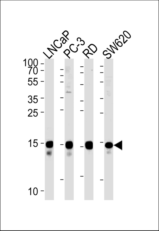 TCEAL1 Antibody - TCEAL1 Antibody western blot of LNCaP,PC-3,RD,SW620 cell line lysates (35 ug/lane). The TCEAL1 antibody detected the TCEAL1 protein (arrow).
