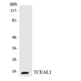 TCEAL1 Antibody - Western blot analysis of the lysates from HeLa cells using TCEAL1 antibody.