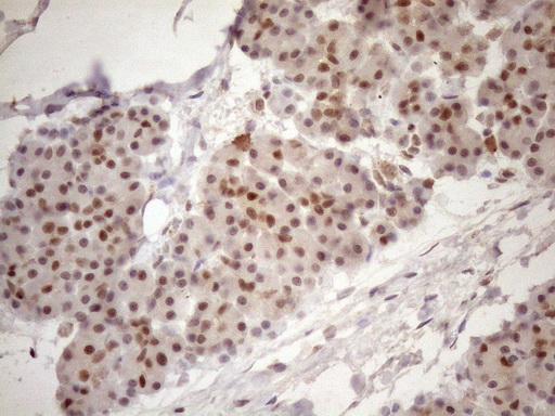 TCEAL1 Antibody - Immunohistochemical staining of paraffin-embedded Human pancreas tissue within the normal limits using anti-TCEAL1 mouse monoclonal antibody. (Heat-induced epitope retrieval by 1mM EDTA in 10mM Tris buffer. (pH8.5) at 120 oC for 3 min. (1:150)