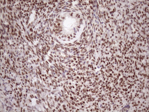TCEAL1 Antibody - Immunohistochemical staining of paraffin-embedded Human endometrium tissue within the normal limits using anti-TCEAL1 mouse monoclonal antibody. (Heat-induced epitope retrieval by 1mM EDTA in 10mM Tris buffer. (pH8.5) at 120 oC for 3 min. (1:150)