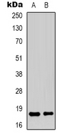 TCEAL1 Antibody - Western blot analysis of TCEAL1 expression in HepG2 (A); HeLa (B) whole cell lysates.