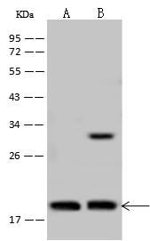 TCEAL3 Antibody - Anti-TCEAL3 rabbit polyclonal antibody at 1:500 dilution. Lane A: NIH-3T3 Whole Cell Lysate. Lane B: U-251 MG Whole Cell Lysate. Lysates/proteins at 30 ug per lane. Secondary: Goat Anti-Rabbit IgG (H+L)/HRP at 1/10000 dilution. Developed using the ECL technique. Performed under reducing conditions. Predicted band size: 23 kDa.