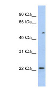 TCEAL3 Antibody - TCEAL3 antibody Western blot of HT1080 cell lysate. This image was taken for the unconjugated form of this product. Other forms have not been tested.