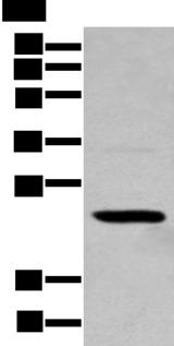 TCEAL4 Antibody - Western blot analysis of 293T cell  using TCEAL4 Polyclonal Antibody at dilution of 1:250