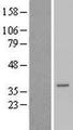 TCEAL6 Protein - Western validation with an anti-DDK antibody * L: Control HEK293 lysate R: Over-expression lysate
