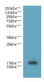 TCEAL7 Antibody - Western blot. All lanes: TCEAL7 antibody at 2 ug/ml+ A549 whole cell lysate Goat polyclonal to rabbit at 1:10000 dilution. Predicted band size: 12 kDa. Observed band size: 12 kDa.