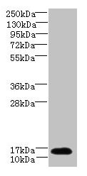 TCEAL7 Antibody - Western blot All lanes: TCEAL7 antibody at 2µg/ml + A549 whole cell lysate Secondary Goat polyclonal to rabbit IgG at 1/10000 dilution Predicted band size: 13 kDa Observed band size: 13 kDa