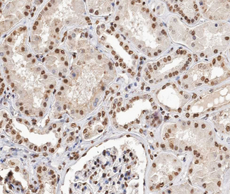 TCEAL8 Antibody - 1:200 staining human kidney tissue by IHC-P. The tissue was formaldehyde fixed and a heat mediated antigen retrieval step in citrate buffer was performed. The tissue was then blocked and incubated with the antibody for 1.5 hours at 22°C. An HRP conjugated goat anti-rabbit antibody was used as the secondary.