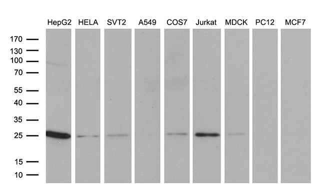 TCEANC2 Antibody - Western blot analysis of extracts. (35ug) from 9 different cell lines by using anti-TCEANC2 monoclonal antibody. (HepG2: human; HeLa: human; SVT2: mouse; A549: human; COS7: monkey; Jurkat: human; MDCK: canine;rat; MCF7: human). (1:500)