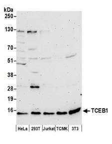TCEB1 / Elongin C Antibody - Detection of human and mouse TCEB1 by western blot. Samples: Whole cell lysate (50 µg) from HeLa, HEK293T, Jurkat, mouse TCMK-1, and mouse NIH 3T3 cells prepared using NETN lysis buffer. Antibody: Affinity purified rabbit anti-TCEB1 antibody used for WB at 0.1 µg/ml. Detection: Chemiluminescence with an exposure time of 3 minutes.