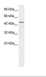 TCEB1 / Elongin C Antibody - Raji Cell Lysate.  This image was taken for the unconjugated form of this product. Other forms have not been tested.