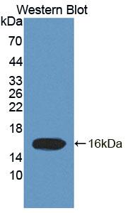 TCEB1 / Elongin C Antibody - Western Blot; Sample: Recombinant protein.
