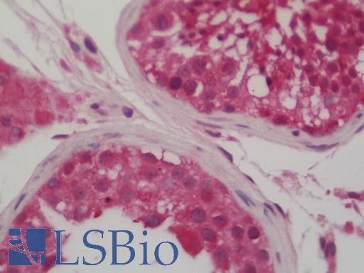 TCEB1 / Elongin C Antibody - Human Testis: Formalin-Fixed, Paraffin-Embedded (FFPE).  This image was taken for the unconjugated form of this product. Other forms have not been tested.