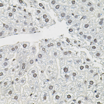 TCEB1 / Elongin C Antibody - Immunohistochemistry of paraffin-embedded mouse liver tissue.