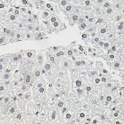 TCEB1 / Elongin C Antibody - Immunohistochemistry of paraffin-embedded mouse liver tissue.