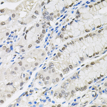 TCEB1 / Elongin C Antibody - Immunohistochemistry of paraffin-embedded human stomach tissue.