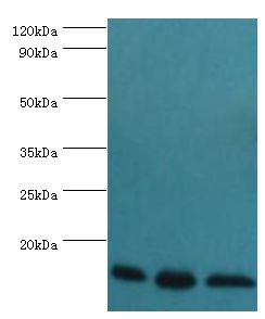 TCEB2 / Elongin B Antibody - Western blot. All lanes: Transcription elongation factor B polypeptide 2 antibody at 3 ug/ml. Lane 1: k562 whole cell lysate. Lane 2: 293T whole cell lysate. Lane 3: HL-60 whole cell lysate. Secondary antibody: Goat polyclonal to rabbit at 1:10000 dilution. Predicted band size: 13 kDa. Observed band size: 13 kDa.