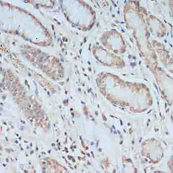 TCEB2 / Elongin B Antibody - Immunohistochemistry of paraffin-embedded human stomach using TCEB2 antibody at dilution of 1:100 (40x lens).