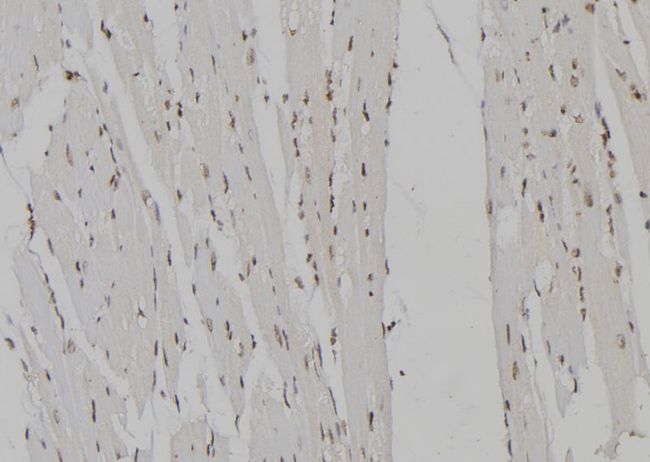 TCEB2 / Elongin B Antibody - 1:100 staining mouse heart tissue by IHC-P. The sample was formaldehyde fixed and a heat mediated antigen retrieval step in citrate buffer was performed. The sample was then blocked and incubated with the antibody for 1.5 hours at 22°C. An HRP conjugated goat anti-rabbit antibody was used as the secondary.