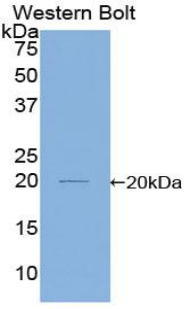 TCEB3 / Elongin A Antibody - Western blot of recombinant TCEB3 / Elongin A.  This image was taken for the unconjugated form of this product. Other forms have not been tested.